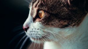 Превью обои кот, профиль, питомец, взгляд