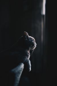 Превью обои кот, профиль, темный