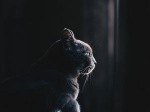 Превью обои кот, профиль, темный