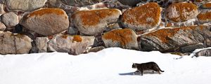 Превью обои кот, прогулка, снег, стена, каменный