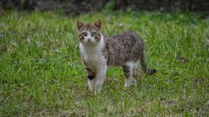 Превью обои кот, прогулка, трава