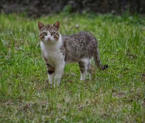 Превью обои кот, прогулка, трава