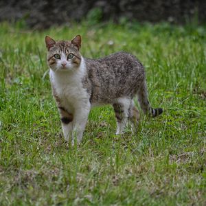 Превью обои кот, прогулка, трава