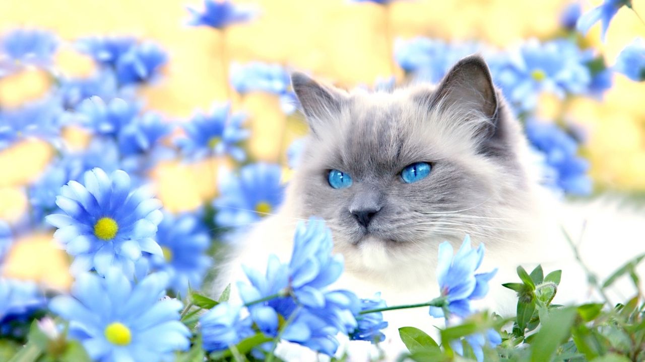 Обои кот, пушистый, голубоглазый, взгляд, лежать, цветы, трава