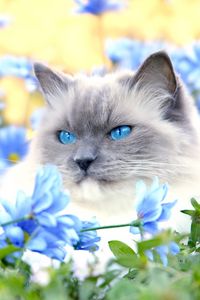 Превью обои кот, пушистый, голубоглазый, взгляд, лежать, цветы, трава