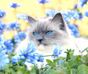 Превью обои кот, пушистый, голубоглазый, взгляд, лежать, цветы, трава