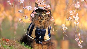 Превью обои кот, пушистый, костюм, ветка, дерево, цветы