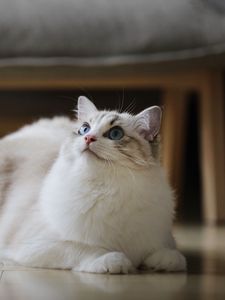 Превью обои кот, пушистый, красивый