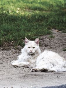 Превью обои кот, пушистый, лежит, грязь