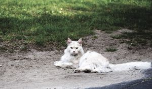 Превью обои кот, пушистый, лежит, грязь
