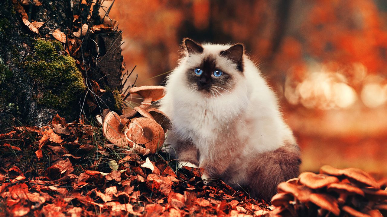 Обои кот, пушистый, листва, осень