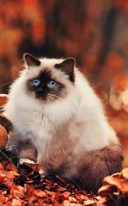 Превью обои кот, пушистый, листва, осень