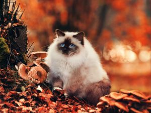 Превью обои кот, пушистый, листва, осень