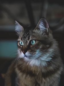 Превью обои кот, пушистый, морда