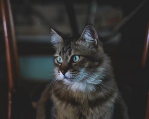 Превью обои кот, пушистый, морда