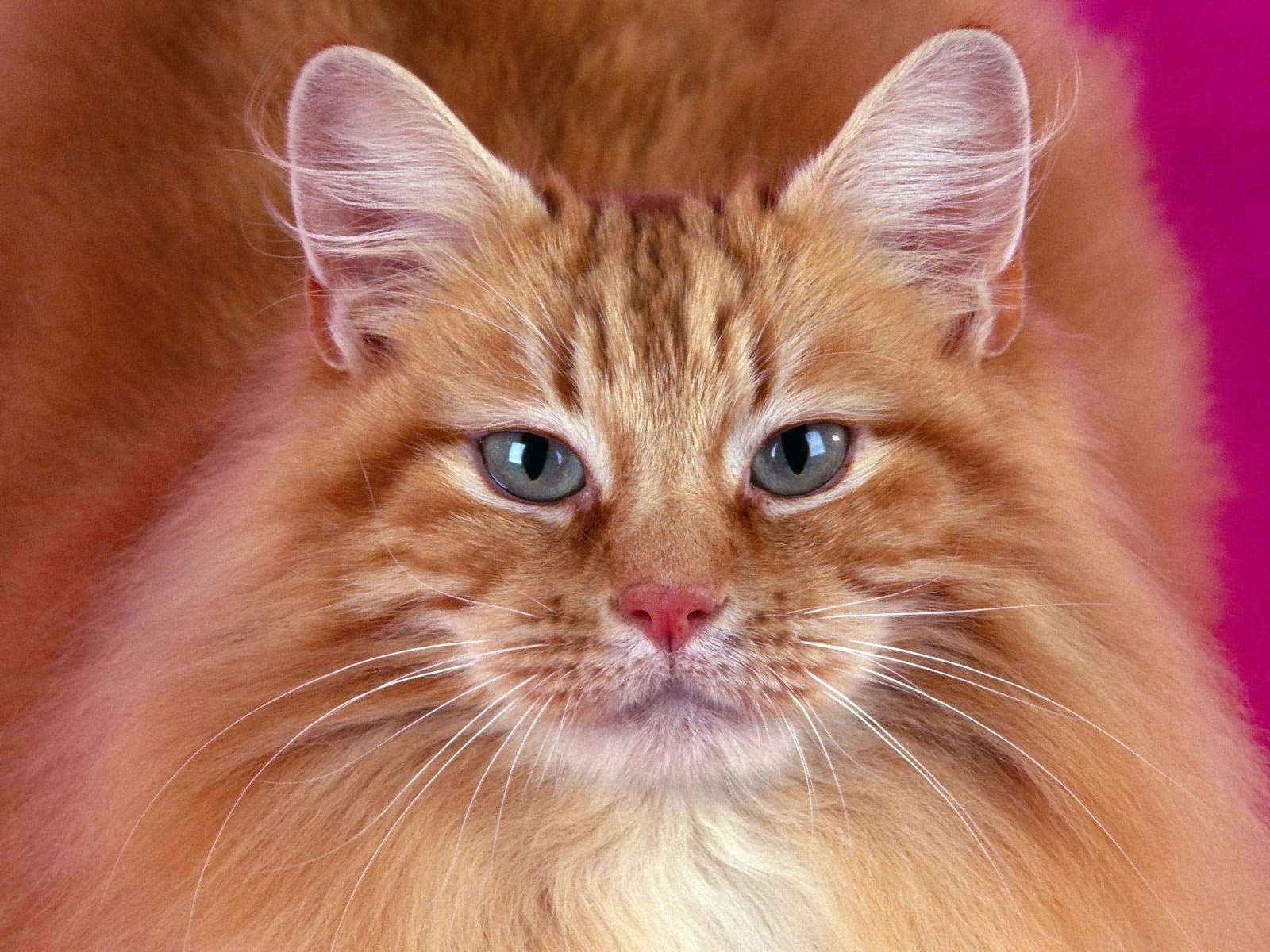 Породы рыжих котов с фотографиями и названиями пушистые
