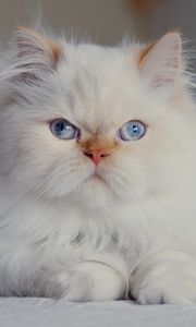 Превью обои кот, пушистый, персидский, голубоглазый