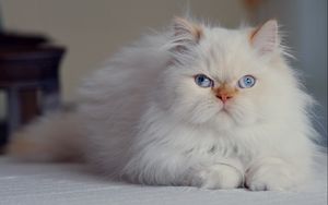 Превью обои кот, пушистый, персидский, голубоглазый