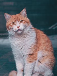 Превью обои кот, пушистый, питомец, взгляд, милый