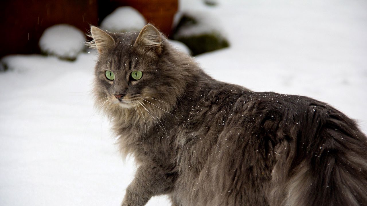 Обои кот, пушистый, прогулка, осторожность, снег
