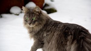 Превью обои кот, пушистый, прогулка, осторожность, снег