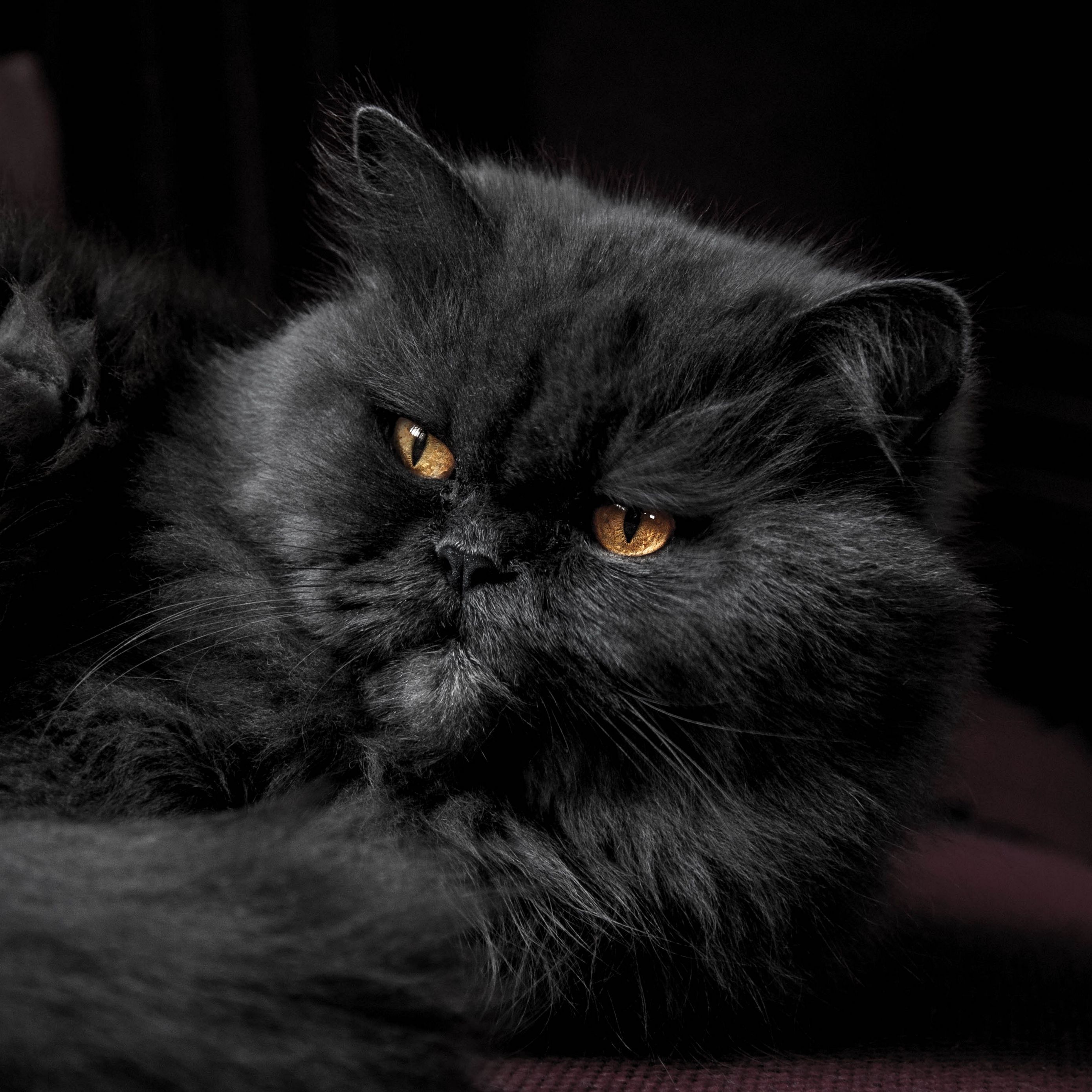 Черные Пушистые Коты