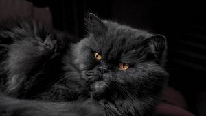 Превью обои кот, пушистый, серый