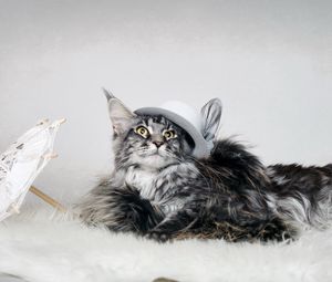 Превью обои кот, пушистый, шляпа, зонтик