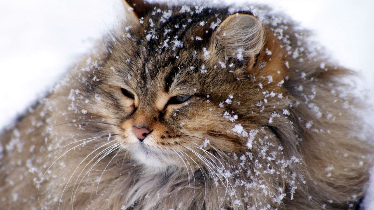 Обои кот, пушистый, снег, толстый