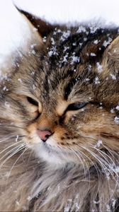 Превью обои кот, пушистый, снег, толстый