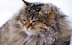 Превью обои кот, пушистый, снег, толстый