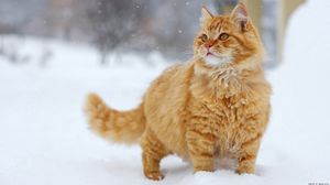 Превью обои кот, пушистый, снег, прогулка, толстый, полосатый