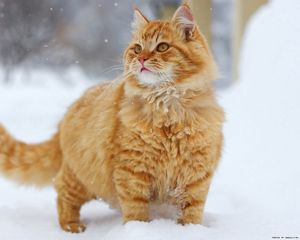 Превью обои кот, пушистый, снег, прогулка, толстый, полосатый