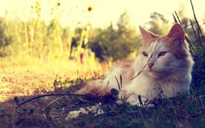 Превью обои кот, пушистый, солнечный свет, трава, лежать, грязь