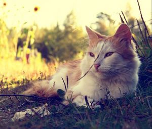 Превью обои кот, пушистый, солнечный свет, трава, лежать, грязь
