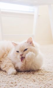 Превью обои кот, пушистый, светлый, белый, высунутый язык, ковер