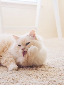 Превью обои кот, пушистый, светлый, белый, высунутый язык, ковер