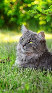 Превью обои кот, пушистый, трава, солнечный свет, отдых