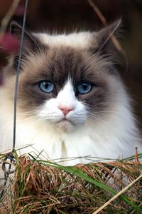 Превью обои кот, пушистый, трава, морда, голубоглазый