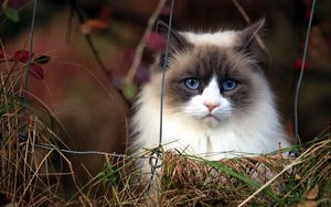 Превью обои кот, пушистый, трава, голубоглазый
