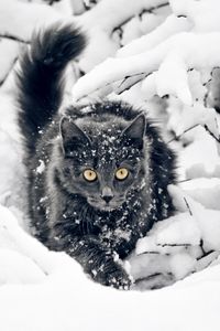 Превью обои кот, пушистый, ветки, снег, охота