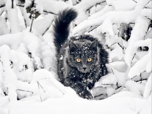 Превью обои кот, пушистый, ветки, снег, охота