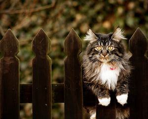 Превью обои кот, пушистый, забор, сидеть, ошейник