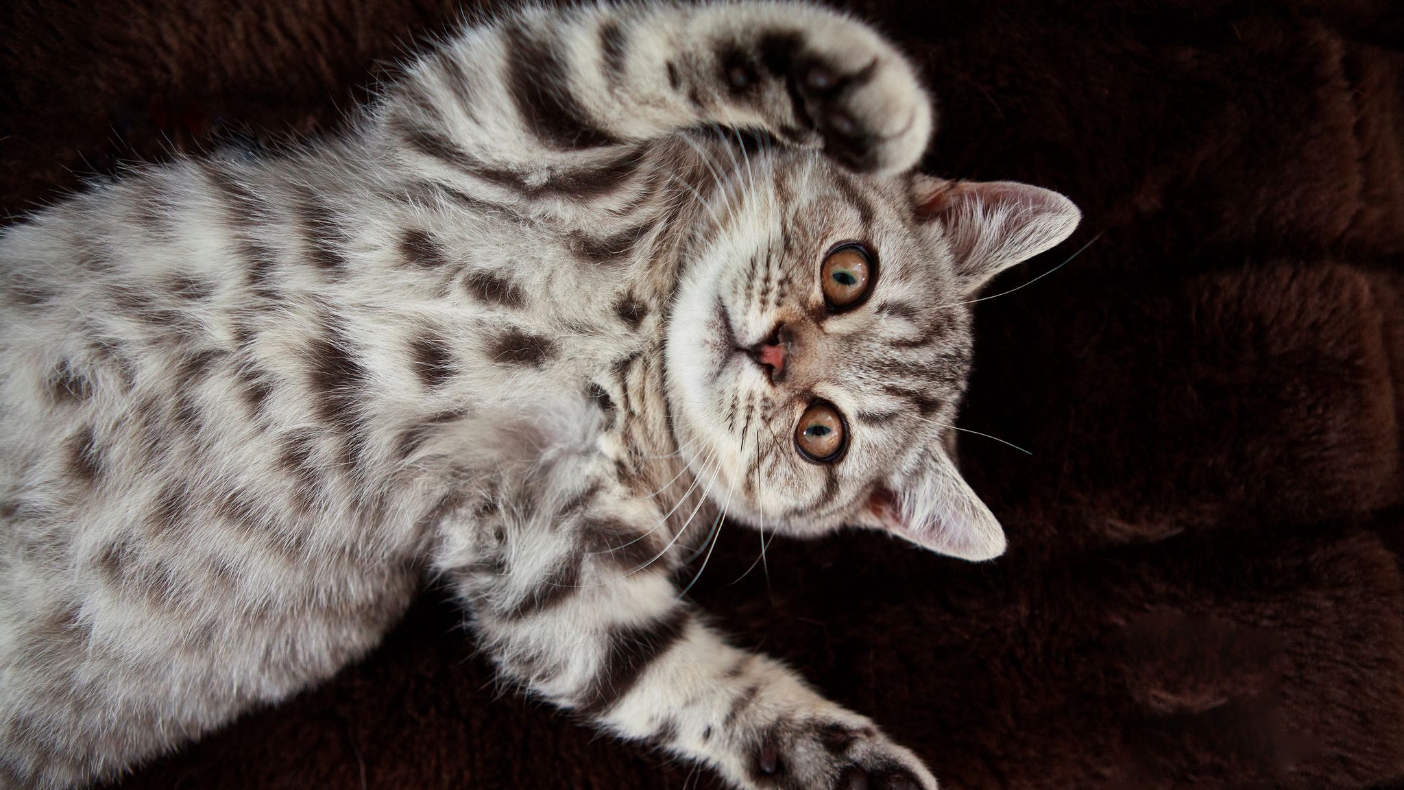 Кот в пятнышко
