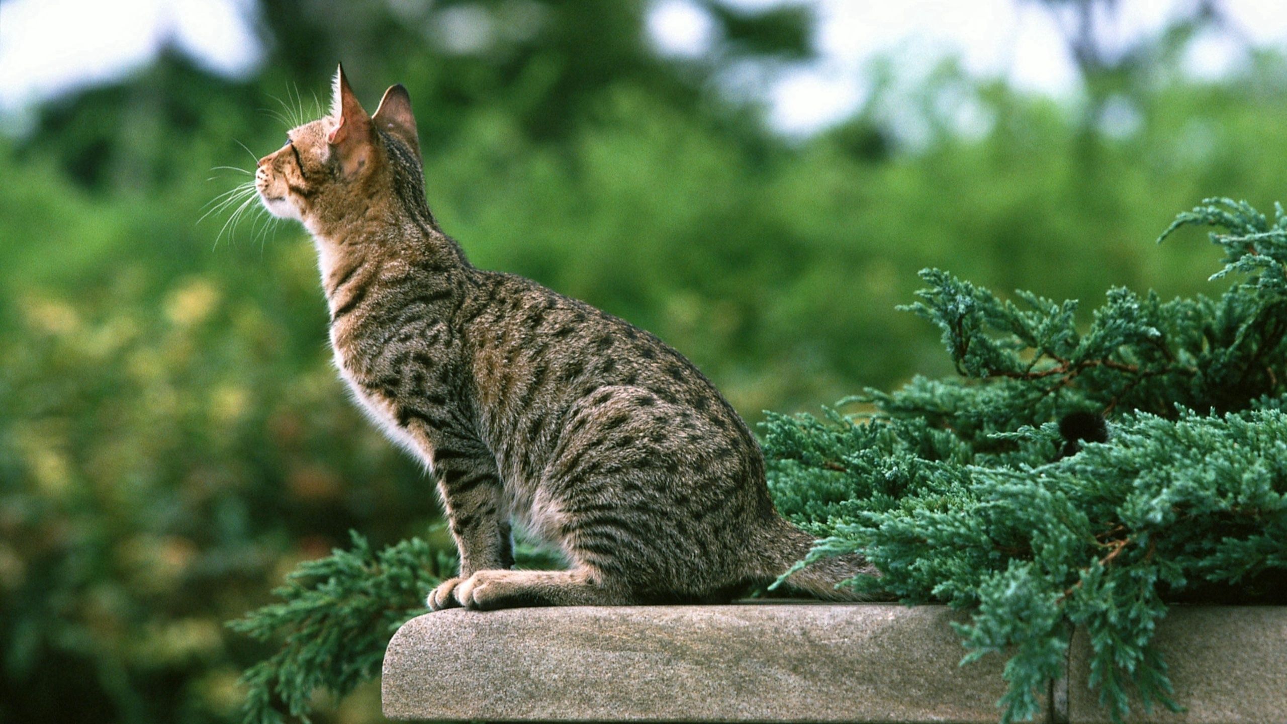 Сидящий кот
