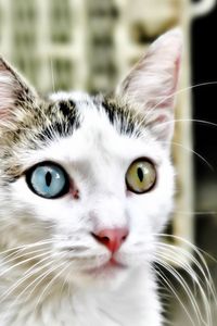 Превью обои кот, разные глаза, гетерохромия, морда