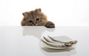 Превью обои кот, рыба, стол, тарелка, еда