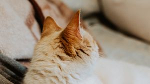 Превью обои кот, рыжий, питомец, животное