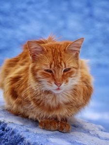 Превью обои кот, рыжий, сидит