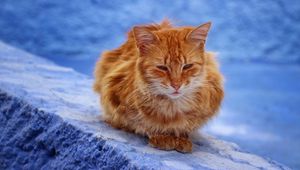 Превью обои кот, рыжий, сидит